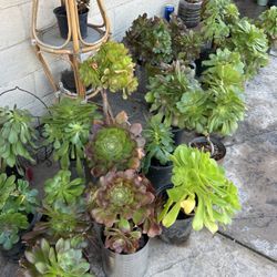 Succulents