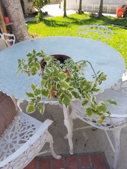 Potted Plant