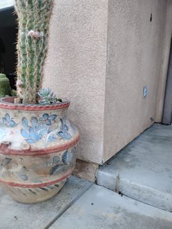Cutus plant n pot 150