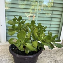 Jade For Sale