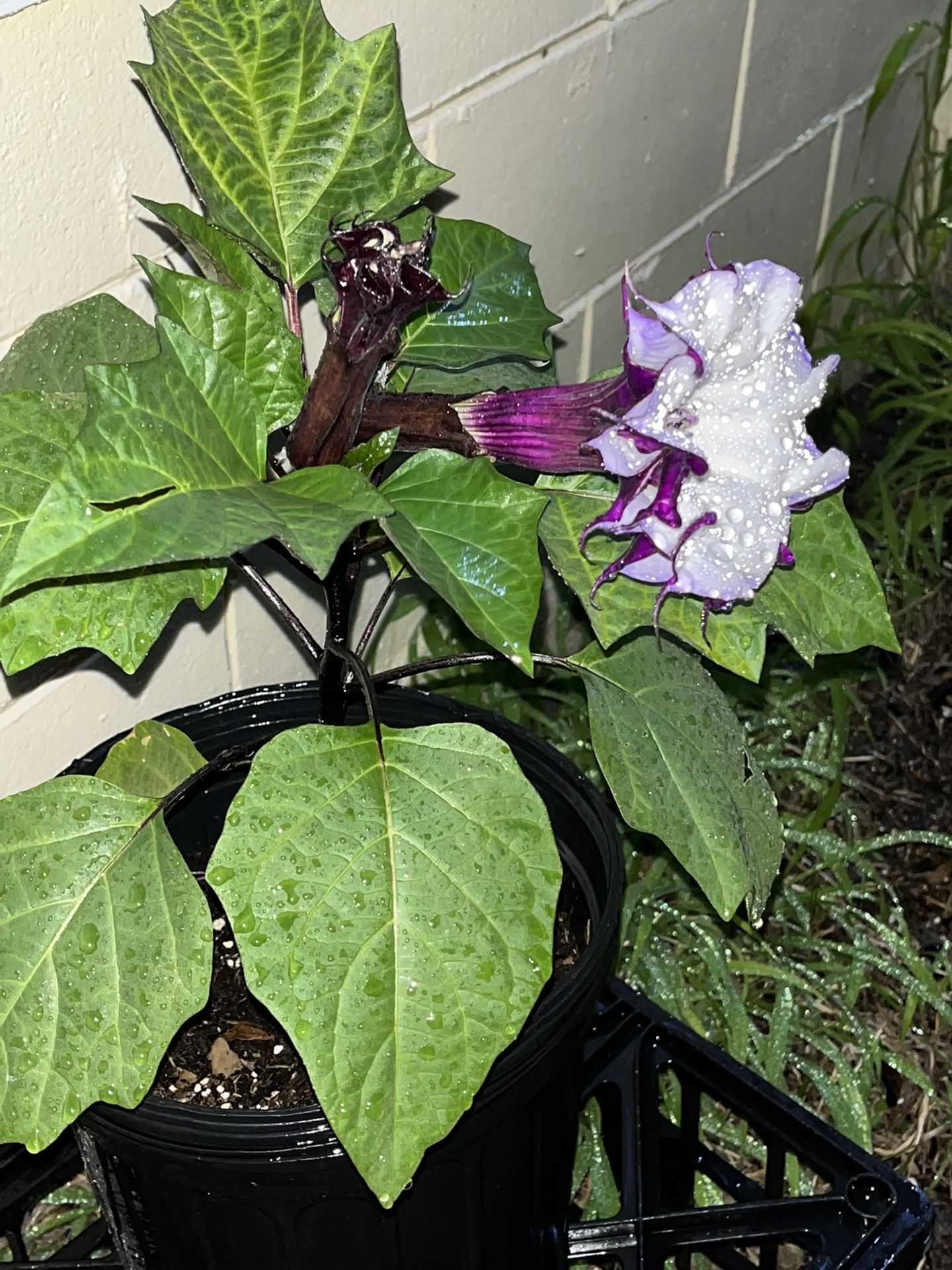 Devils Trumpet (metel datura) Purple