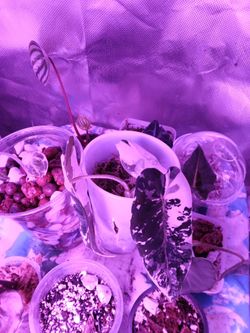 241 variegated alocasia frydek
