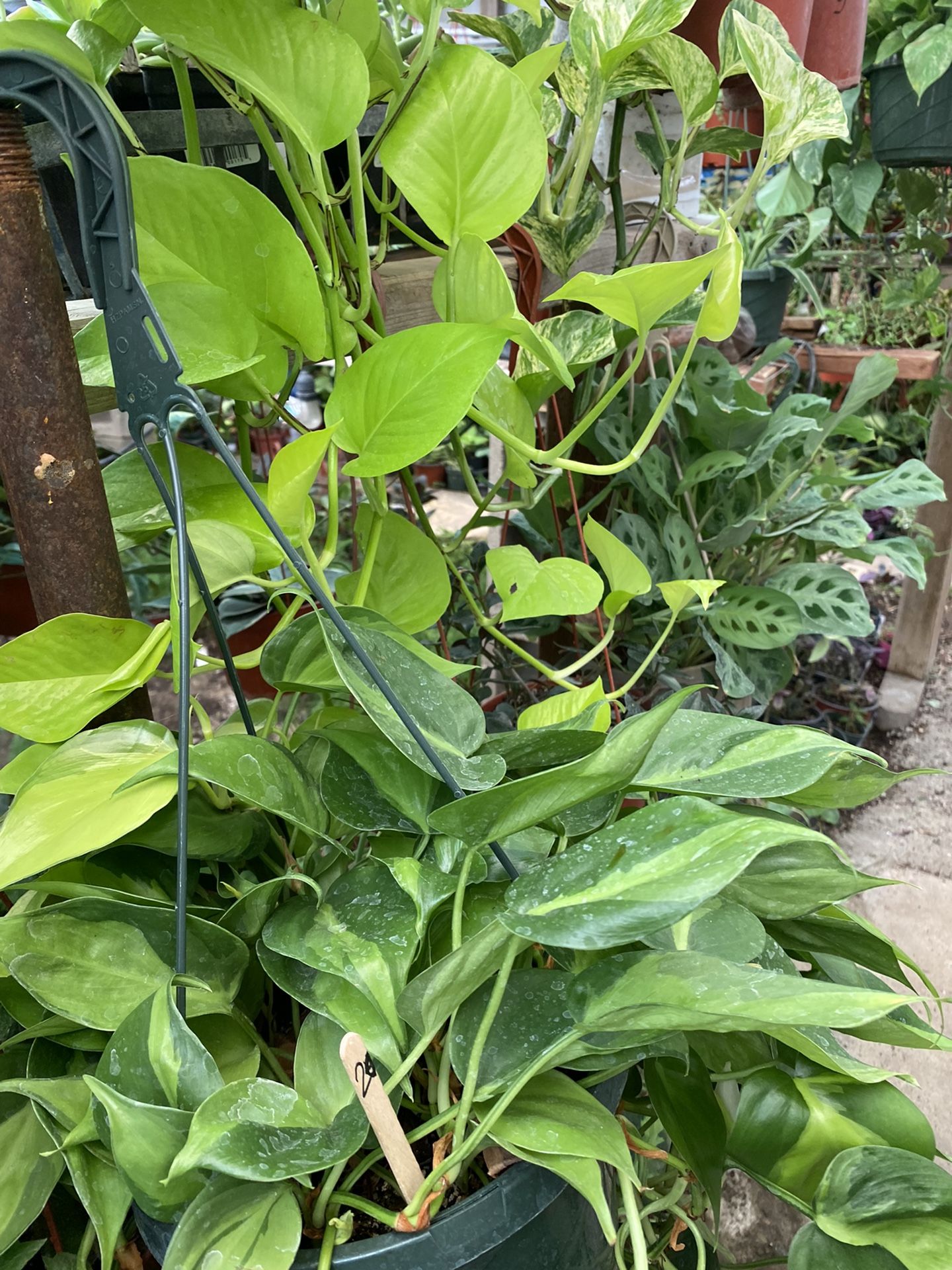 Hanging Plant 6in Pot
