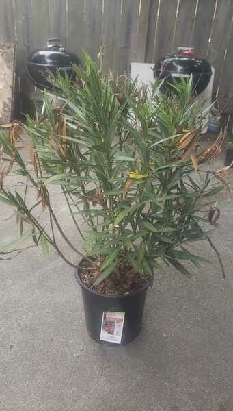 Two Oleander Jannoch Shrubs