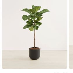 Selling My Fig Plant 