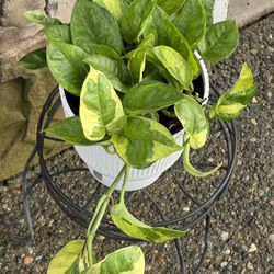 Lemon Meringue Pothos | Epipremnum aureum for Sale in Federal Way, WA -  OfferUp