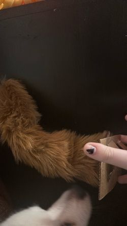 hyper motion tail