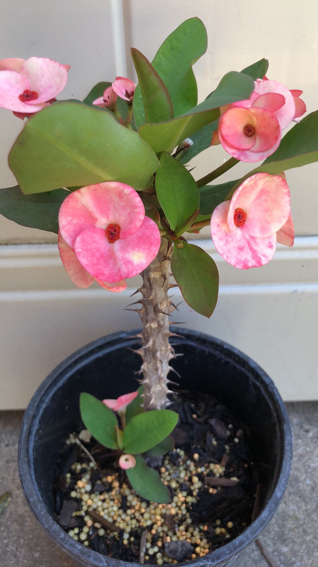 Wish Love Crown Of Thorn Corona Thai Hybrid Millionaire Succulent Blooming Condition 