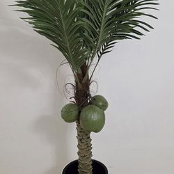 *** NEW LOW PRICE *** 5ft Faux Coconut Palm in a 16In White Planter @ Lasting Creations