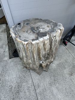 Indonesian Petrified Wood Round