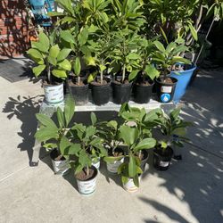 Plumeria Seedlings 5an 6 Feet Tall/flowering