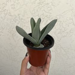 Airplane Succulent Plant