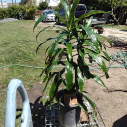Es Una Planta Dracaena &Alta ;46 Muy Bonita Por $25 Dlls