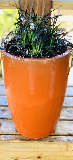 Live outdoor Black Mondo grass in a Le Beau orange ceramic planter pot—firm price