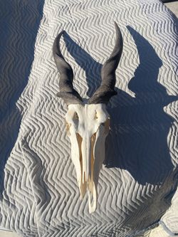 Eland Skull