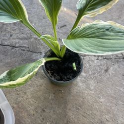 Hosta Plants 🪴 