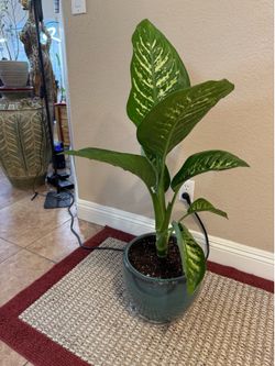 Live Dieffenbachia Tropic Snow Plant with A New 10 in. Ceramic Pot (Please read full description)