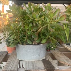 Jade Plant