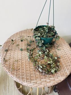 String Of Hearts Plants