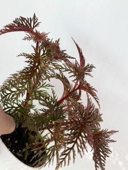 Plants (4”pot🌸Begonia Bipinnatifida “fern leaf begonia” $15 each)