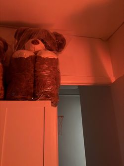 Brown bear