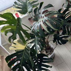 Monstera Thai Constellation 