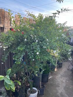 Árbol Flor del cielo