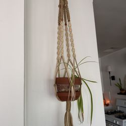 Macramé Plant Hanger + Spider Plant 🌿✨
