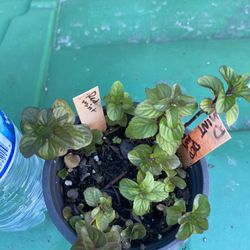 Red Mint Plant - Menta Roja - Yerba buena roja planta