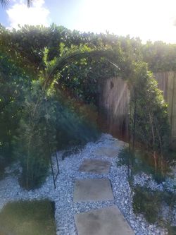 Podocarpus Privacy Plant 15g Full