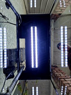 Midsized Fish Tank Aquarium