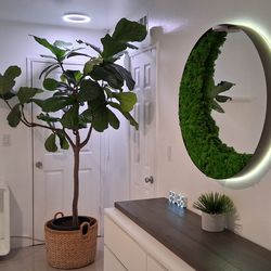X-Large indoor fiddle leaf fig tree