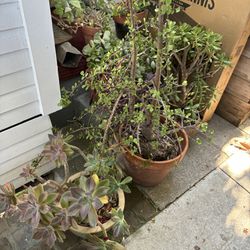 Free Various Succulents In Pots