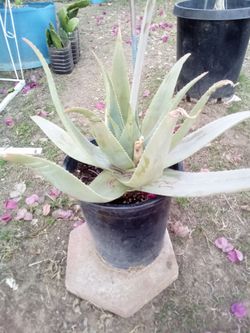 Large Ghost Aloe 🌵 5 Gallon • Rare Color • Landscape Ready Aloe Fantasma Grande 🌵 5 Galones • Color Único