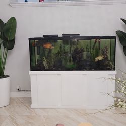 Fish tank