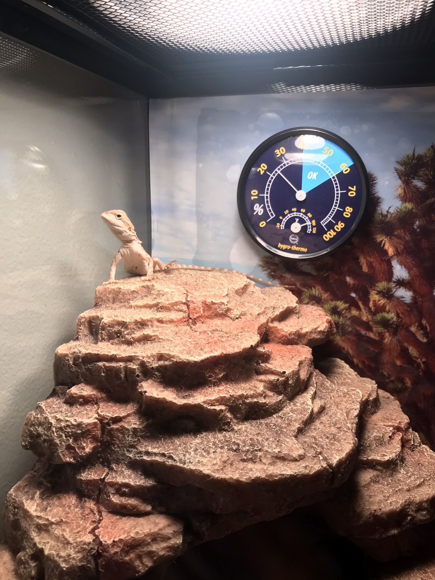Bearded Dragon Supplies