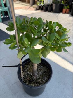 Jade Plant