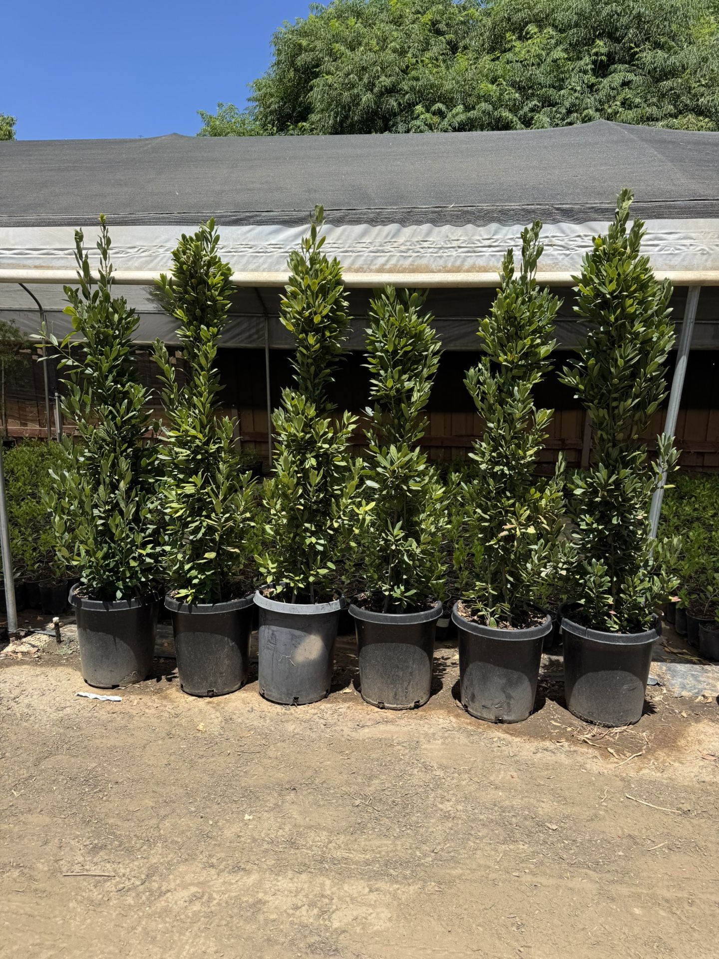 Bay Leaf Laurel 15 Gallons