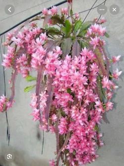 German empress ( first pic is example of the flower