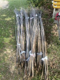Bamboo stakes
