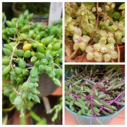 Trailing Succulents & Other Plants