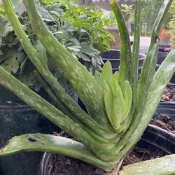 Aloe Vera  Trees