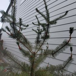 Pine Tree