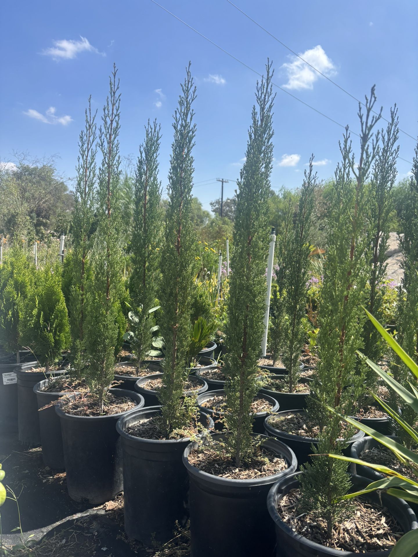 5 Gallons Italian Cypress