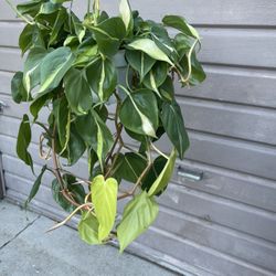 6” Brazil Philodendron 
