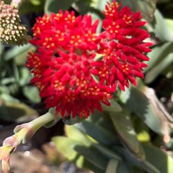 Air Plan Succulentas One Gallon Pots 