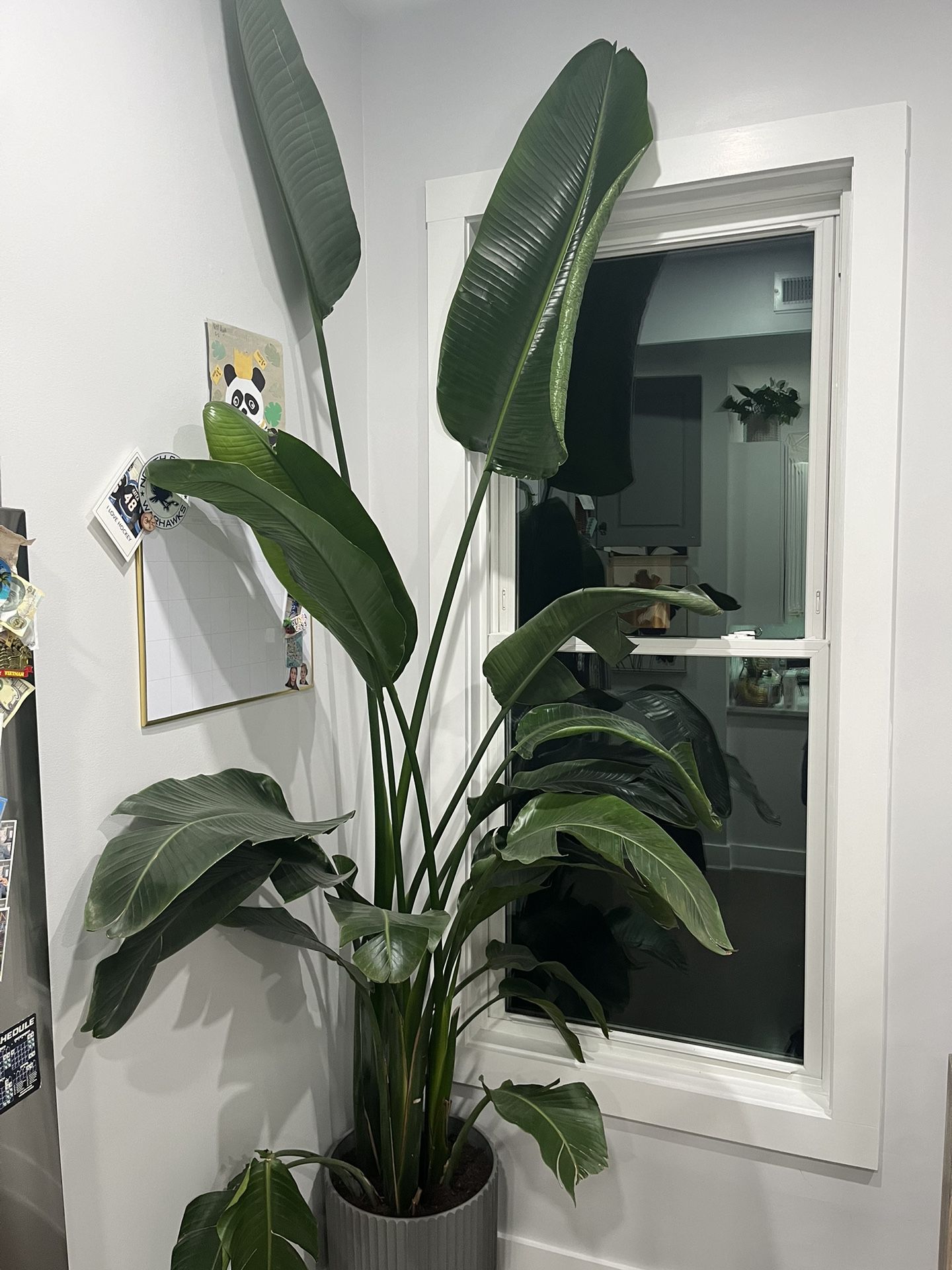 Bird Of Paradise Plant With Planter 9’ Tall 