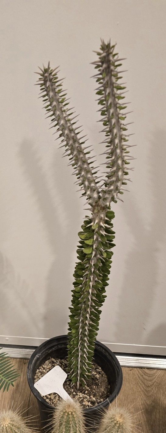 Tall Rare Ocotillo Plant