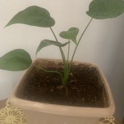 Plant for inside!  Potted 