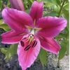 Lilly